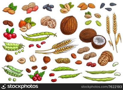 Nuts, beans, legumes and cereal crop vector sketches. Hand drawn almond nut, peanut, beans and pea pods, coconut, walnut and hazelnut, pistachio and sunflower seeds, coffee bean and berry, wheat ear. Nuts, ceral crop and legumes sketches