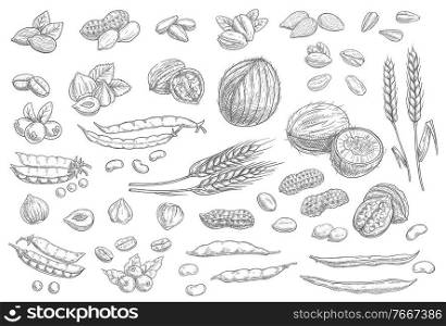 Nuts, cereal grains sketch icons cashew and almonds, peanuts and pistachio seeds, vector. Vegetarian and vegan natural raw food sketch coconut, hazelnut and walnut, peas, wheat, rye and coffee beans. Nuts, cereal grains sketch icons cashew and almond