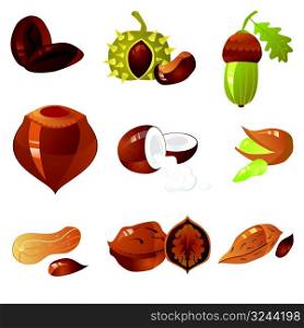 nuts collection, vector illustration