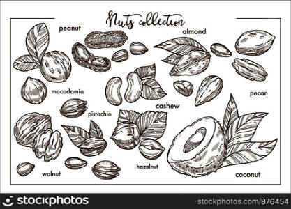 Nuts from all over world monochrome collection. Tasty almond, exotic macadamia, sweet peanut, small cashew, natural pistachio, forest hazelnut, rare pecan and ripe coconut vector illustrations.. Delicious nuts from all over world monochrome collection