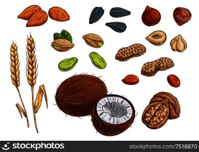 Nuts, grain and kernels. Sketch vector icons of wheat, almond, pistachio, coconut, sunflower seeds, peanut hazelnut walnut. Nuts, grain and kernels vector sketch icons
