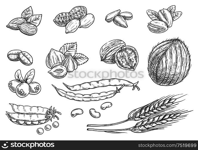 Nuts, grain, berries black pencil sketch on white background. Isolated vector icons of coconut, almond, pistachio, sunflower seeds, peanut, hazelnut, walnut, coffee beans, wheat ears, coffee beans pea pod berries. Nuts, grain pencil sketch icons on blackboard