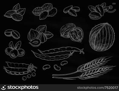 Nuts, grain, berries chalk sketch on blackboard. Isolated vector icons of coconut, almond, pistachio, sunflower seeds, peanut, hazelnut, walnut, coffee beans, wheat ears coffee beans pea pod berries. Nuts, grain chalk sketch icons on blackboard