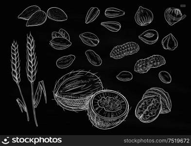 Nuts, grain chalk sketch on blackboard. Isolated vector icons of coconut, almond, pistachio, sunflower seeds, peanut, hazelnut, walnut, coffee beans wheat ears. Nuts, grain chalk sketch icons on blackboard