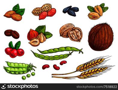 Nuts, grain, kernels and berries. Isolated sketch icons of plants seeds. Vector elements of wheat, almond, coffee beans, pea pod, bean, pistachio, coconut, sunflower seeds, peanut hazelnut walnut berries. Nuts, grain, berries vector sketch elements