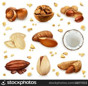 Nuts in the shell, vector icon set