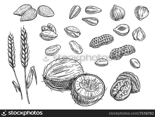 Nuts. Isolated vector coconut, almond, pistachio, sunflower seeds, peanut, hazelnut, walnut, wheat ears Black pencil sketch on white background. Nuts, grain pencil sketch icons