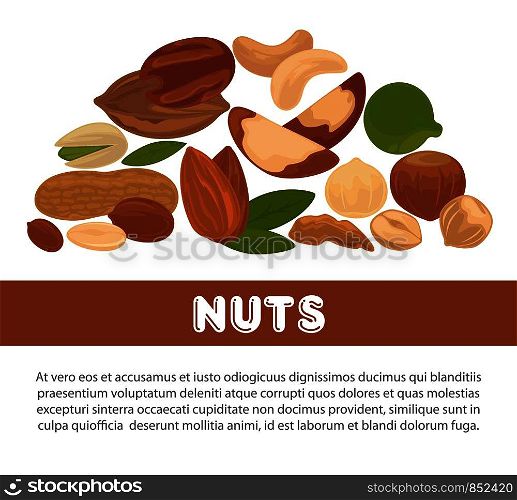 Nuts organic nutrition and raw diet information poster design template. Vector flat mix of hazelnut, cashew or almond and peanut, walnut or chestnut and pistachio for vegetarian nut nutrition. Nuts organic nutrition and raw diet information poster design template.