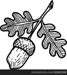 Oak acorn in engraving style. Design element for emblem, sign, label. Vector illustration. Oak acorn in engraving style. Design element for emblem, sign, label.