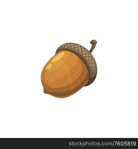 Oak acorn isolated realistic nut. Vector autumn harvest, oak tree seed. Nut of acorn or oak tree isolated realistic seed