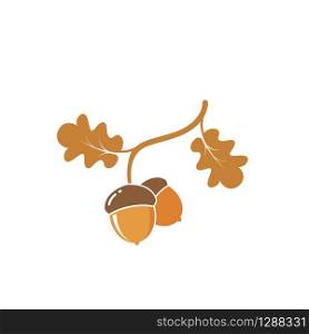 oak acorn vector illustration design template