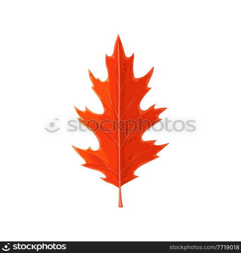 Oak leaf red, autumn and fall trees foliage, vector isolated icon. Forest autumn leaves of red oak, dry plants branch, holidays and fall season nature, flora and herbarium. Oak leaf red, autumn fall trees foliage, isolated