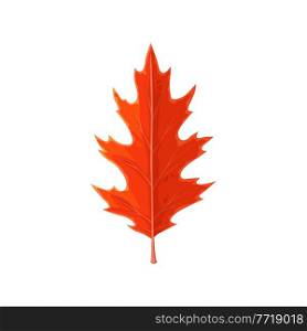 Oak leaf red, autumn and fall trees foliage, vector isolated icon. Forest autumn leaves of red oak, dry plants branch, holidays and fall season nature, flora and herbarium. Oak leaf red, autumn fall trees foliage, isolated