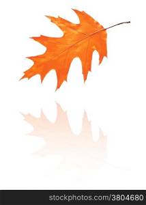 oak leaf with red, orange colors, vector. oak leaf