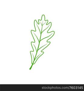 Oak or acorn leaf isolated outline plant. Vector botanical icon, verdant tree element. Acorn leaf isolated oak plant
