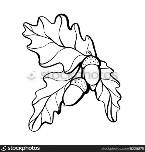 Oak twig with acorns linear branch. hand drawn vector illustration. Oak twig with acorns hand drawn illustration