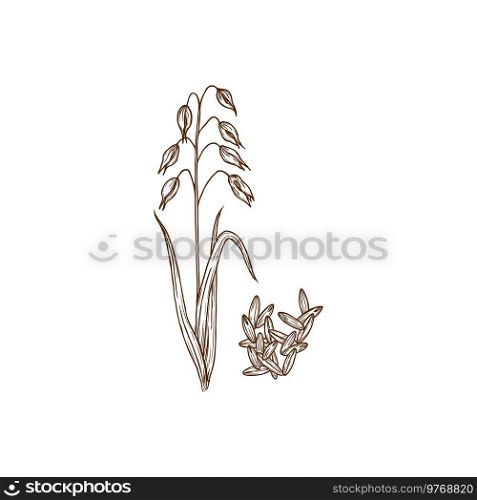 Oat Avena sativa plant and seeds isolated monochrome icon. Vector cereal crop, healthy organic food, field harvest. Oat plants with inflorescences, porridge superfood ingredient, gluten free plant. Common oat cereal grain species isolate seed plant