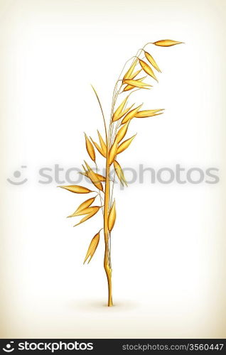 Oat, vector