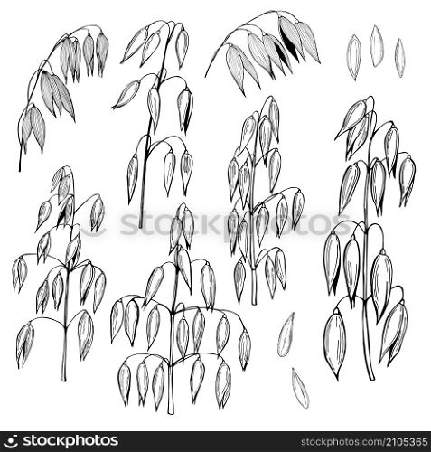 Oats plant. Hand drawn sketch illustration