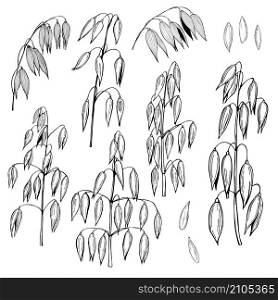 Oats plant. Hand drawn sketch illustration