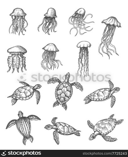 Ocean jellyfish and sea turtles sketch, marine animals vector hand drawn icons. Sea and ocean underwater life reptiles, turtle and medusa jellyfish in pencil hatching sketch. Ocean jellyfish, sea turtle marine animals sketch