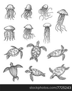 Ocean jellyfish and sea turtles sketch, marine animals vector hand drawn icons. Sea and ocean underwater life reptiles, turtle and medusa jellyfish in pencil hatching sketch. Ocean jellyfish, sea turtle marine animals sketch
