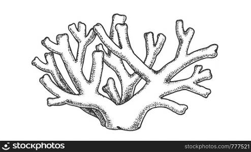 Oceanic Reef Algae Seaweed Coral Vintage Vector. Coral Ocean Or Sea Benthal Decoration, Tropical Exotic Aqua World Undersea Polyp Plant Concept. Designed Template Black And White Illustration. Oceanic Seabed Reef Skeletal Coral Vintage Vector