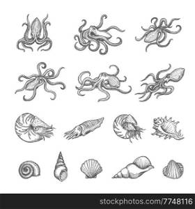 Octopus, cuttlefish and seashell sketches of shellfish and mollusk vector design. Vintage sea animal and shell, marine snail, clam, conch and scallop isolated hand drawn sketches, ancient map elements. Octopus, cuttlefish, seashell, shellfish sketches