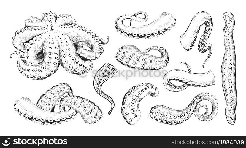 Octopus tentacle. Hand drawn engraving of underwater cuttlefish. Vintage line ocean monster tattoo drawing. Seafood clipart for marine restaurants menu. Vector isolated cephalopods limbs sketches set. Octopus tentacle. Hand drawn engraving of underwater cuttlefish. Vintage line monster tattoo drawing. Seafood clipart for marine restaurants menu. Vector cephalopods limbs sketches set