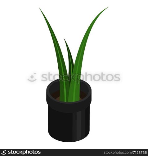 Office pot plant icon. Isometric of office pot plant vector icon for web design isolated on white background. Office pot plant icon, isometric style