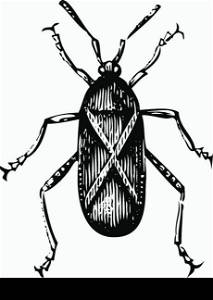 Old engraved illustration of a Squash bug or Coreus tristis, isolated on a white background. Live traced.