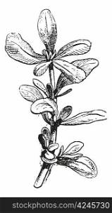 Old engraved illustration of Common Purslane or Portulaca oleracea or Portulacaria oleracea or Verdolaga or Pigweed or Little Hogweed or Pusley isolated on a white background. Dictionary of words and things - Larive and Fleury ? 1895