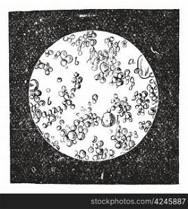 Old engraved illustration of fresh butter under microscope. Industrial encyclopedia E.-O. Lami - 1875.