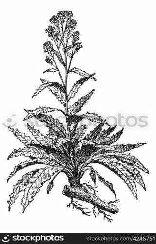 Old engraved illustration of Horseradish or Armoracia rusticana or Cochlearia armoracia isolated on a white background. Dictionary of words and things - Larive and Fleury ? 1895