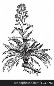 Old engraved illustration of Horseradish or Armoracia rusticana or Cochlearia armoracia isolated on a white background. Dictionary of words and things - Larive and Fleury ? 1895