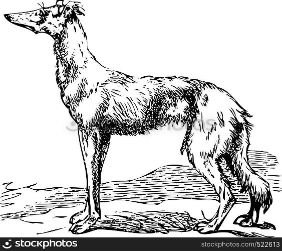 Old engraving of a Saluki or Borzoi dog, which are the oldest breed of hunting dogs. Scan from the Dictionnaire encyclopAdique Trousset, also known as the Trousset encyclopedia, Paris 1886 - 1891