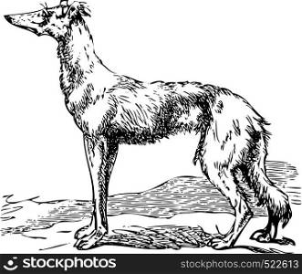 Old engraving of a Saluki or Borzoi dog, which are the oldest breed of hunting dogs. Scan from the Dictionnaire encyclopAdique Trousset, also known as the Trousset encyclopedia, Paris 1886 - 1891