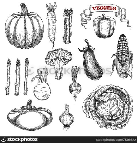 Old fashioned sketches of ripe autumnal vegetables with cabbage and pumpkin, eggplant and corn, bell pepper and asparagus, broccoli and garlic, daikon and kohlrabi, pattypan squash and radish. Ripe farm vegetables sketches set