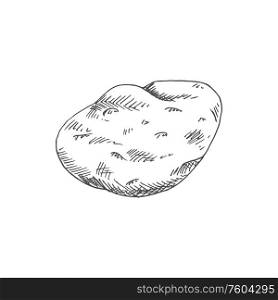 Old potato isolated vegetable sketch. Vector vegetarian food, tuber uncooked root. Potato tuber isolated vector vegetable