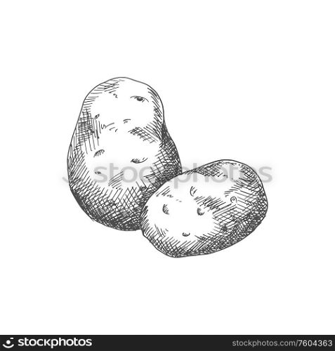 Old potato isolated vegetable sketch. Vector vegetarian food, tuber uncooked root. Potato tuber isolated vector vegetable