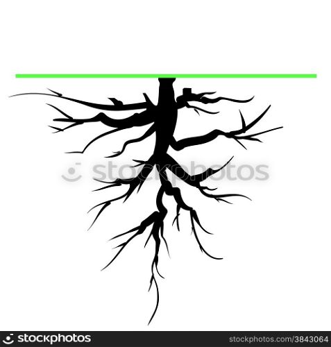 Old Tree Root Silhouette Isolated on White Background.. Tree Root