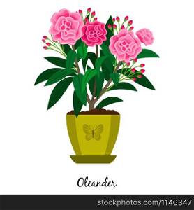 Oleander plant in pot isolated on the white background, vector illustration. Oleander plant in pot