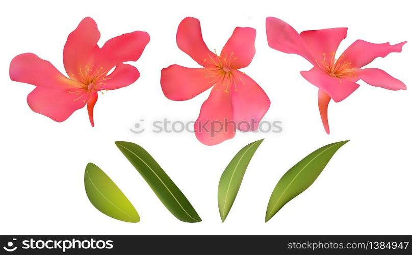 Oleandr flowers blossom red tropical isolated floral set with green leaves vector illustration design for cards prints and invitation. Oleandr flowers blossom red tropical isolated floral set with gr