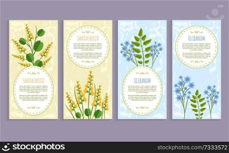 Olibanum and sandalwood set of covers with text s&le and headline, herbs collection, olibanum and sandalwood isolated on vector illustration. Olibanum and Sandalwood Set Vector Illustration