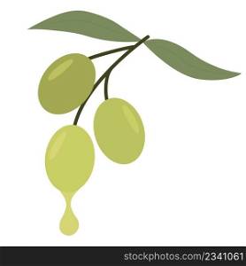 Olive branch isolated vector illustration. Olive berries with leaves on twig. Healthy organic food icon