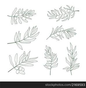 Olive branch vector set in doodle, sketch style. Black, minimal single line botanic branch and leaf. Ink, pencil hand drawn olive tree, leaves for wrapper pattern,