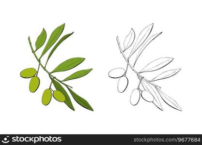 Olive branch with green fruits berries, hand drawn contour vector illustration.