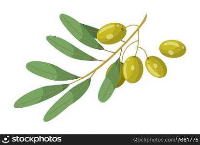 Olive branch with leaves element of treatment hair. Glossy green plant raw vegan product isolated on white. Vegetarian restore symbol for skincare and spa procedure. Vitamin and herbal remedy vector. Hair Oil Ingredient Olive Green Branch Vector