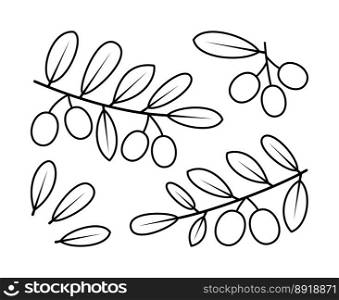 Olive branches and olive fruit vector line icons. Nature and ecology. Olive, leaves, plant, icon, drawing, fetus and more. Isolated collection of line icons olive branches on white background.. Olive branches and olive fetus vector line icons. Isolated collection of line icons olive branches on white background.