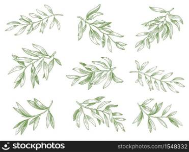 Olive branches. Green greek olives tree branch with leaves decorative hand drawn vector sketch illustration set. Engraved ripe green natural and organic plant twigs isolated on white. Olive branches. Green greek olives tree branch with leaves decorative hand drawn vector sketch illustration set